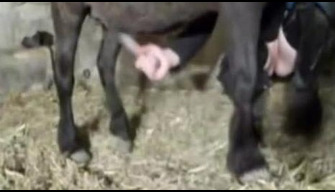 Zoophile tendu vagin petit cheval avec un grand chapeau