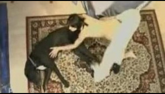 Dogs fuck a slender darling in the pussy and throat