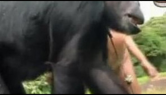 Zoo porn xxx naked sluts try to organize intercourse with a great ape movie