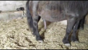 Magnifique zoo sexe avec un cheval, un poney baise une femme dans la chatte