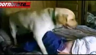 Anjing yang baik hati dengan kesenangan mengganggu pemiliknya di kebun binatang online nyata vagina